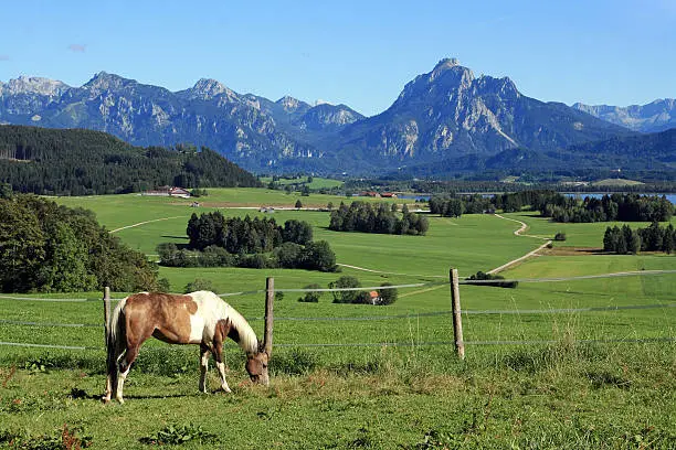 a horse on the juicy green one pointed from Bavaria