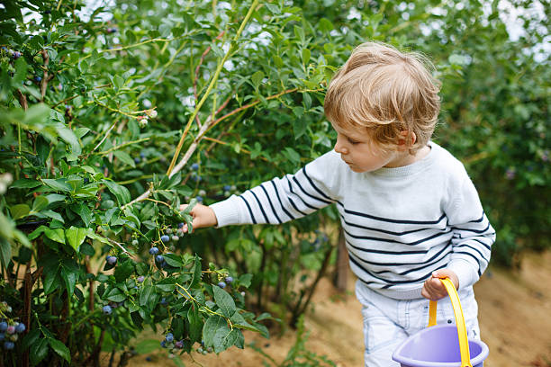istock Little boy picking blueberry on organic self pick farm 466745237