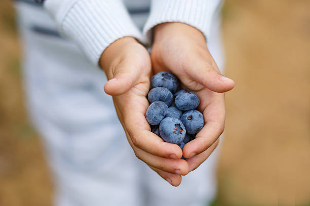 istock Hands of child with ripe blueberries 466745293
