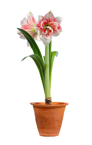 blooming amaryllis in  pot isolated on white background