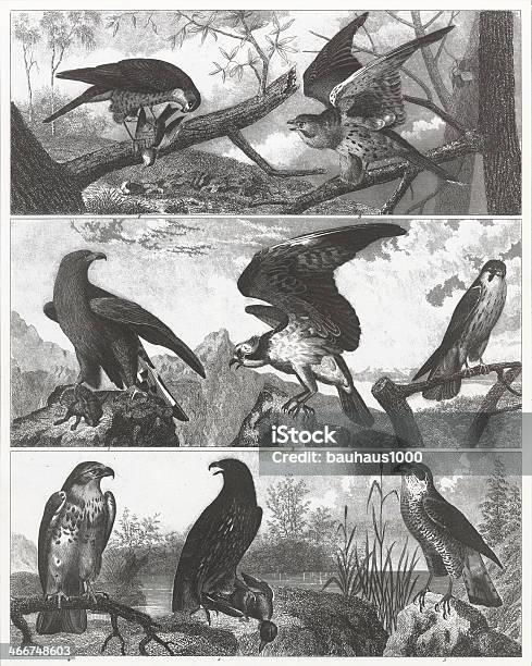 Raptors Engraving Stock Illustration - Download Image Now - Animal Wing, Bird, Diagram