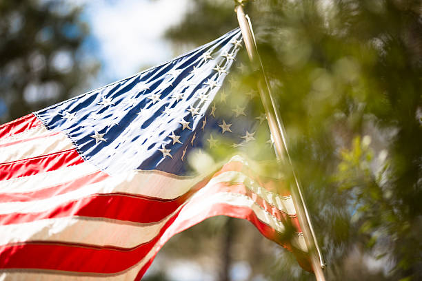 USA flag blowing in breeze. Pine trees foreground. Sunny day.