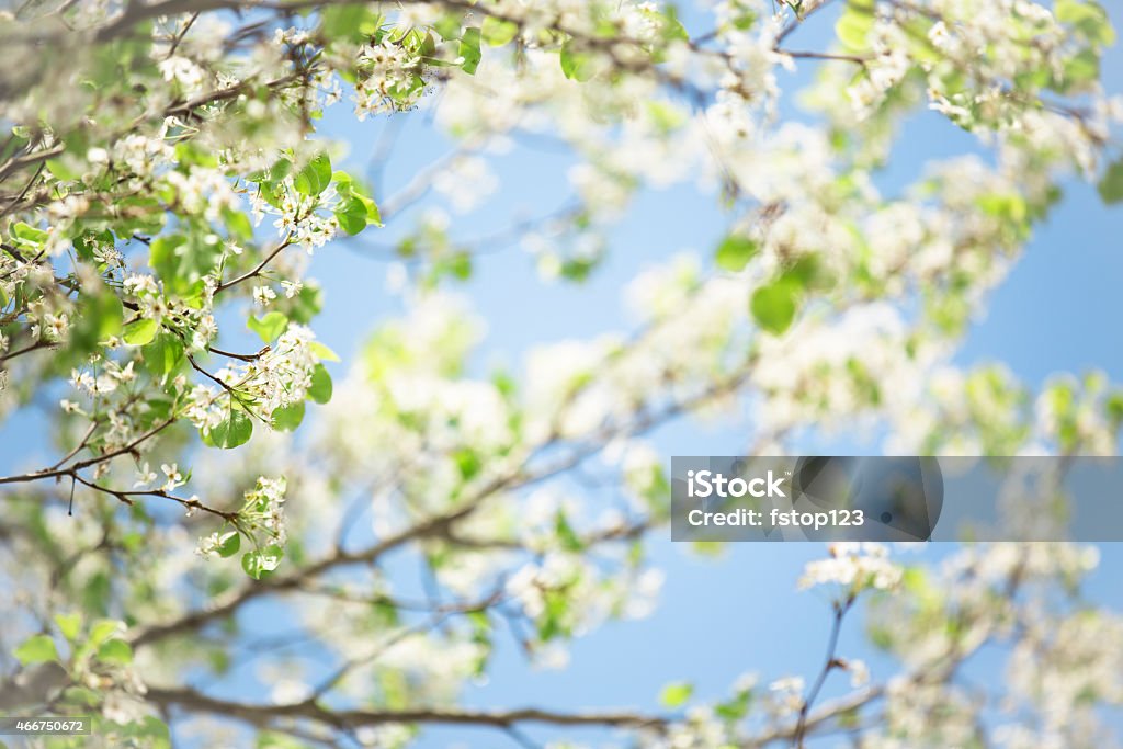 Bradford pear tree blooms in spring against blue sky. Texas. White Bradford pear tree blooms against a clear blue sky. Spring season in Houston, Texas, USA. Great spring background. 2015 Stock Photo