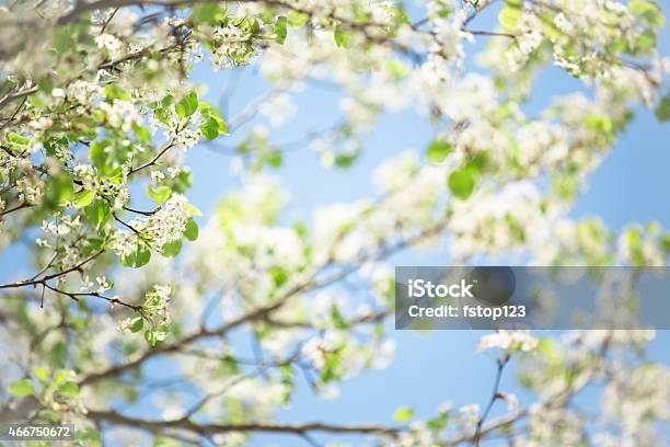 Bradford Pear Tree Blooms In Spring Against Blue Sky Texas Stock Photo - Download Image Now