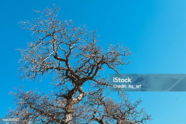 Árbol De Invierno Foto de stock y más banco de imágenes de Aire libre - Aire libre, Azul, Cielo