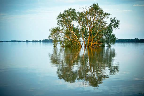 Free picture: Floating trees in water near riverbank with bushes