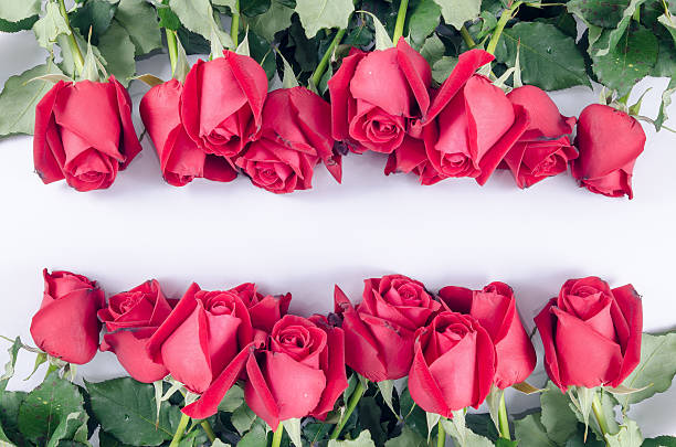 istock rose flower flora happy valentine on white background 466753928