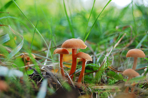 istock Mushrooms in the forest. Macro. 466753948
