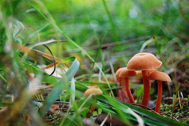 istock Mushrooms in the forest. Macro. 466753960