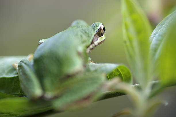 小型のカエル - green treefrog frog common frog tree frog ストックフォトと画像