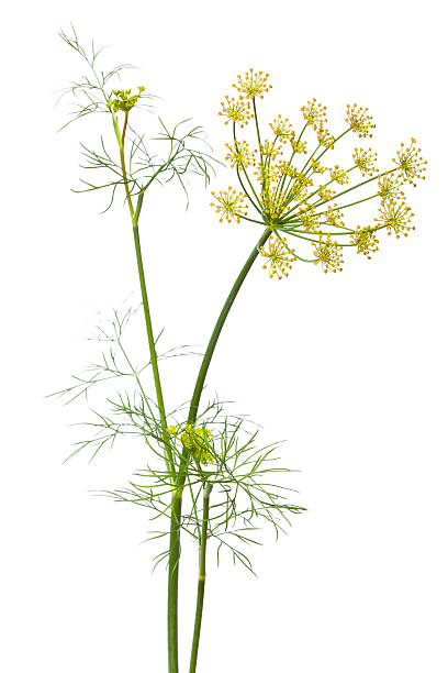 istock flowers of dill on white background 466754356