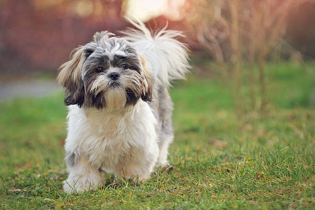 shih tzu - shih tzu cute animal canine fotografías e imágenes de stock