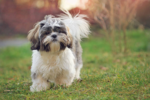 Shih tzu Shih tzu puppy in nature shih tzu stock pictures, royalty-free photos & images