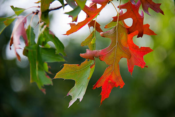 istock Colorful autumn leaves 466754952