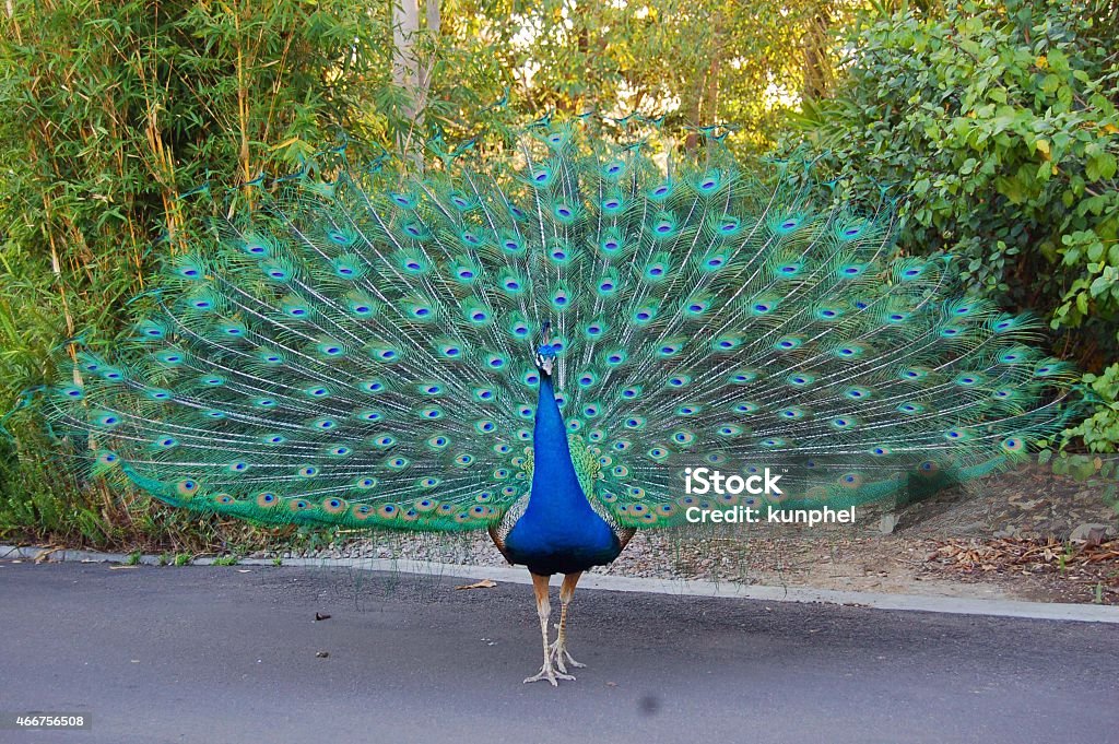 peacock with beautiful feather A beautiful peacock dancing 2015 Stock Photo