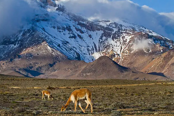 Vicugnas along the foothills of Chimborazo volcano in the Andes, the highest mountain of Ecuador