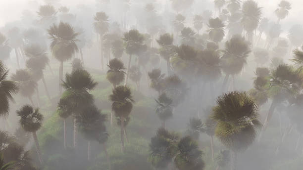 istock Aerial view of palm trees in mist 466757648
