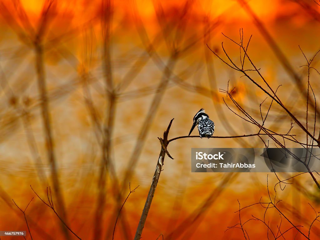 Pied kingfisher (Autumn) The pied kingfisher is a water kingfisher and is found widely distributed across Africa and Asia. Its black and white plumage, crest and the habit of hovering over clear lakes and rivers before diving for fish makes it distinctive. 2015 Stock Photo