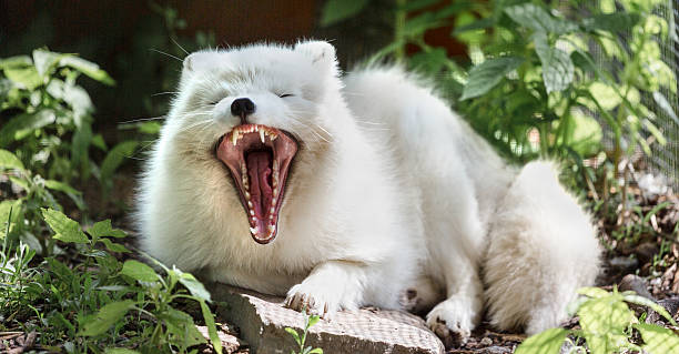 Free picture: yawning, Arctic, fox