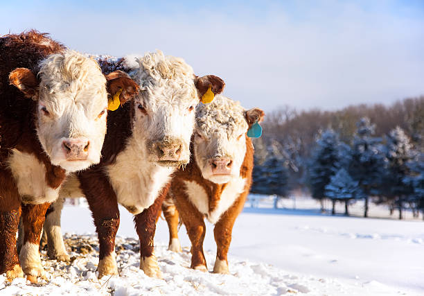 히어 포드 소 겨울 - field hereford cattle domestic cattle usa 뉴스 사진 이미지