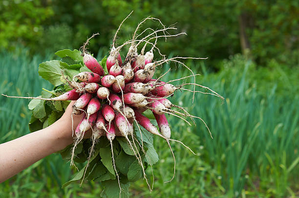 woman hand holdig a bunch of radish
