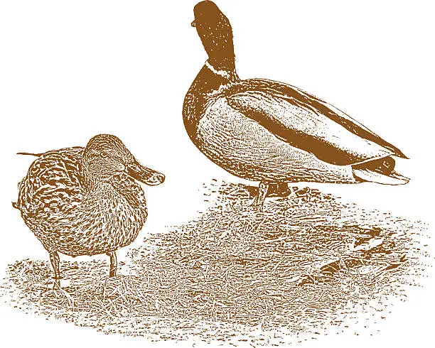 Vector illustration of Ducks Feeding. Sepia tone