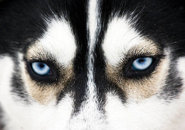 Close up on beautiful blue eyes of a husky
