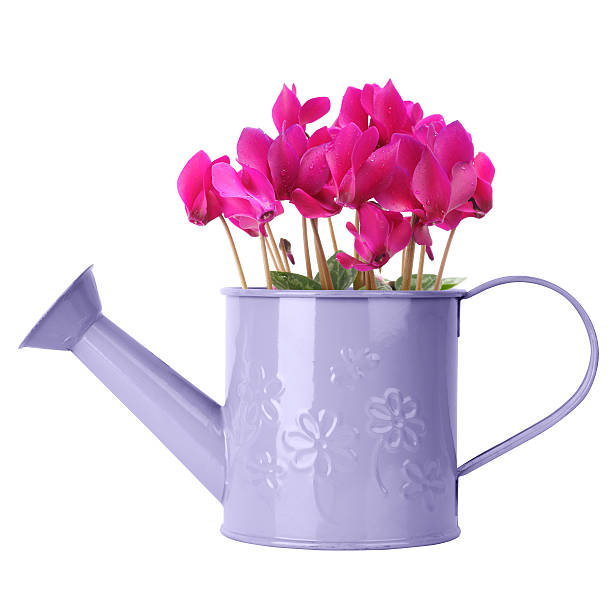 istock Cyclamen in purple watering can 466765247
