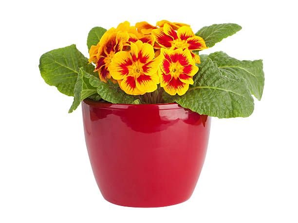Yellow and red primrose in red pot isolated on white