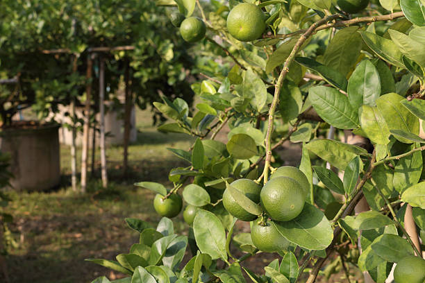 istock green lemons in farm 466765665