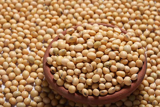 Soyabean - The soybean (U.S.) or soya bean (UK) (Glycine max) is a species of legume native to East Asia. Soybeans are the primary ingredient in many processed foods, including dairy product substitutes.