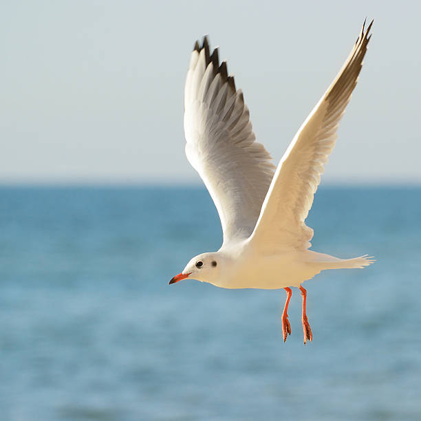 gaviota - sunny day sunlight seagull fotografías e imágenes de stock