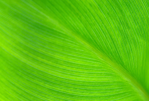 istock Texture of a green leaf as background 466767406