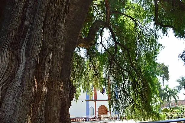 Arbol el Tule – one of the biggest trees on Earth, in the state of  Chiapas, Mexico