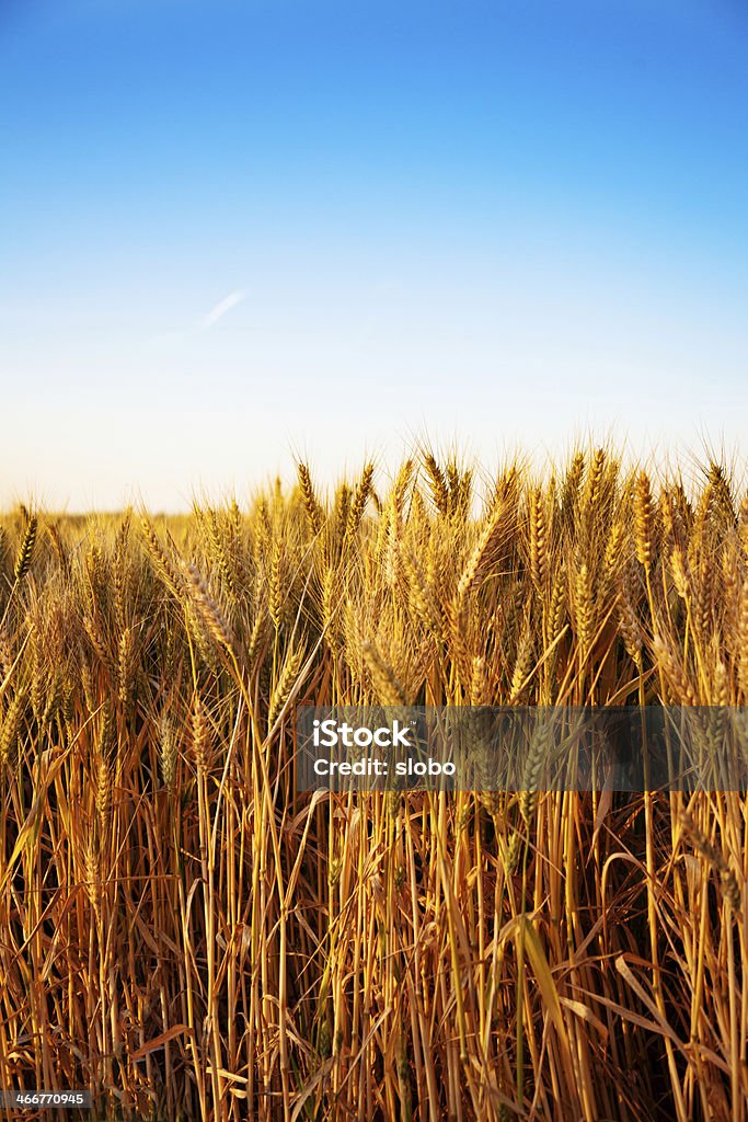 Campo de trigo no pôr do sol, vertical - Foto de stock de Agricultura royalty-free