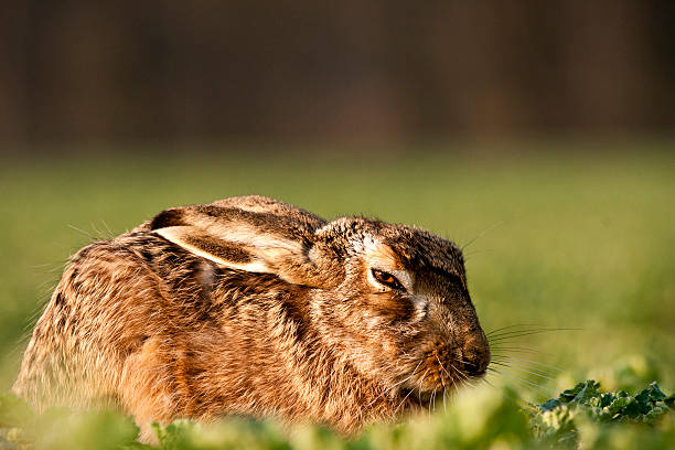 2,900+ Sleeping Hare Stock Photos, Pictures & Royalty-Free Images