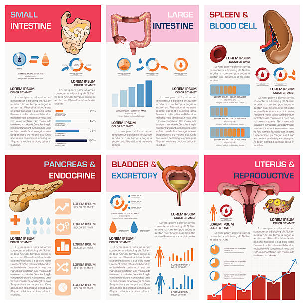 Internal Human Organ Health And Medical Chart Diagram Infographic Internal Human Organ Health And Medical Chart Diagram Infographic Design Template diagram of female reproductive system drawings stock illustrations