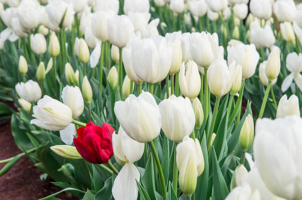 istock Single red tulip among white tulips 466772691