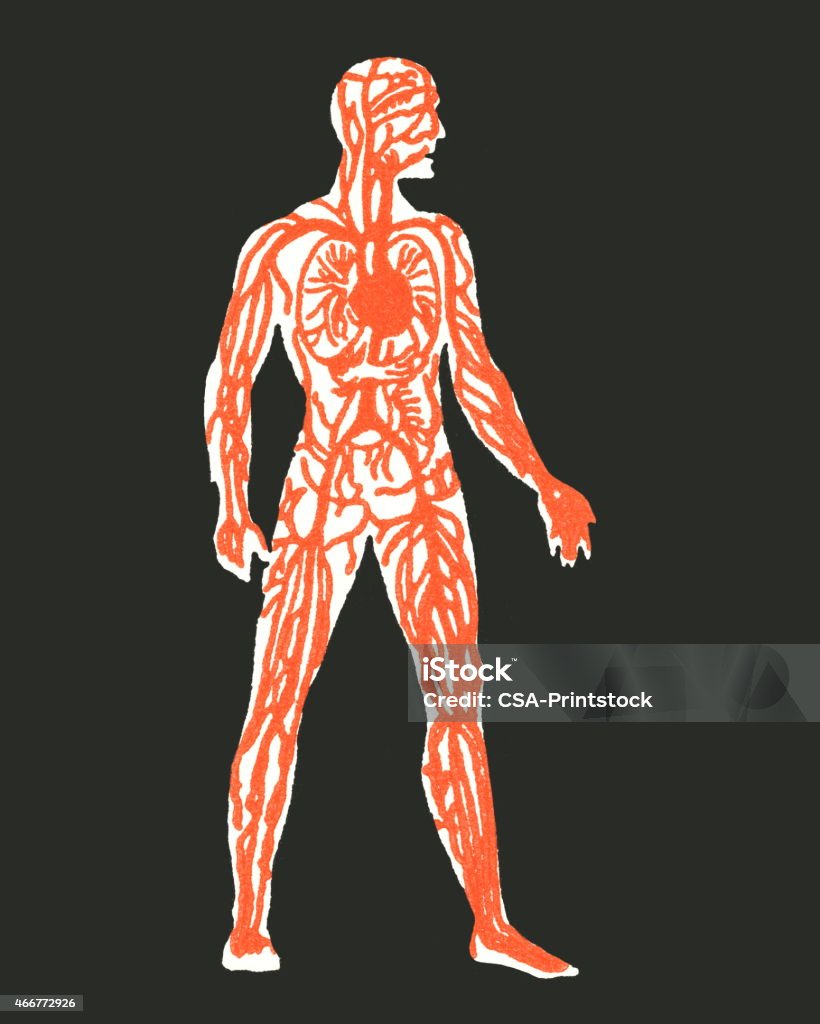 Human anatomy http://csaimages.com/images/istockprofile/csa_vector_dsp.jpg Blood Flow stock illustration