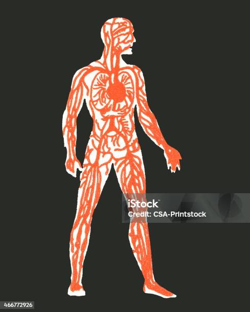 Human Anatomy Stock Illustration - Download Image Now - Blood Flow, People, Healthcare And Medicine