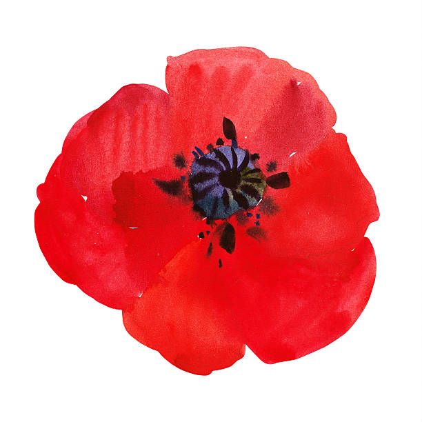 ilustrações, clipart, desenhos animados e ícones de papoula aquarela - poppy single flower red white background