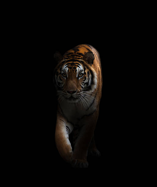 bengal tiger のダーク - shadowed ストックフォトと画像