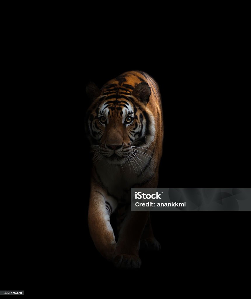 Một Con Hổ Bengal Bị Bóng Tối Che Khuất Hình ảnh Sẵn có - Tải ...