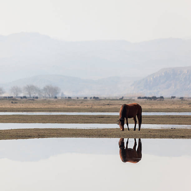 istock wild horse in the lake 466775584