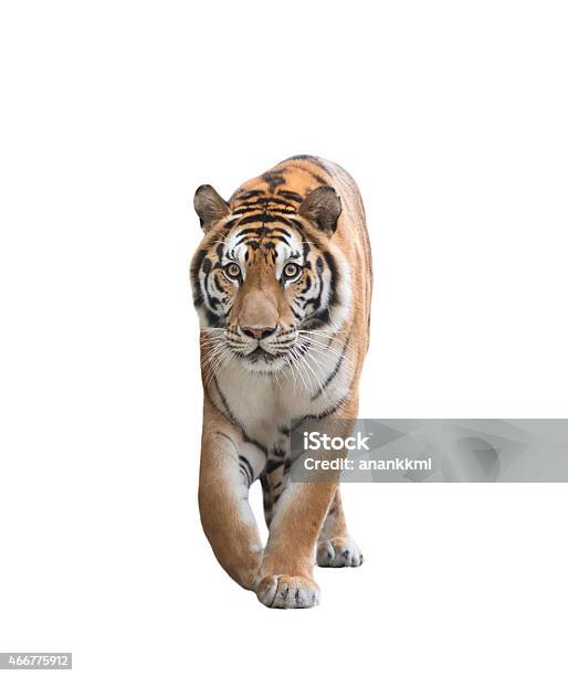 Tiger standing up. In front of a white background looking at the