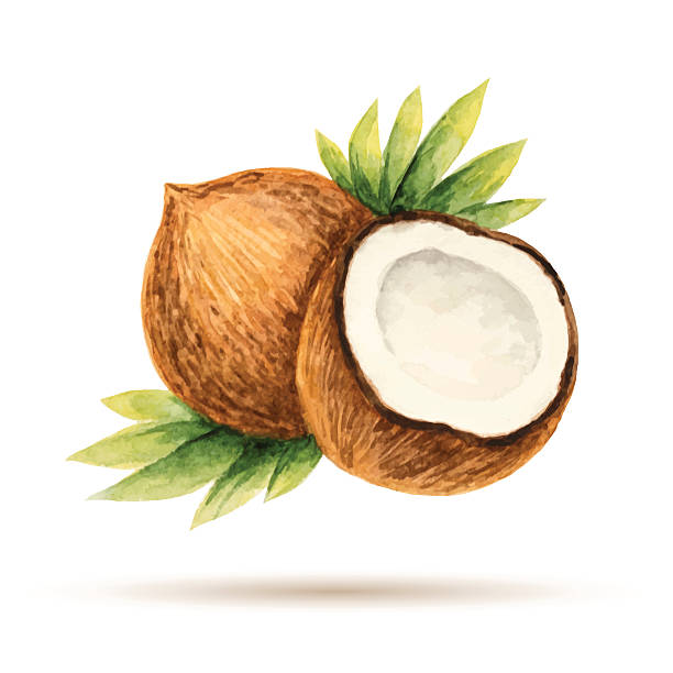 Coconut Coconut  hand drawn watercolor, on a white background. Vector illustration. coconut stock illustrations
