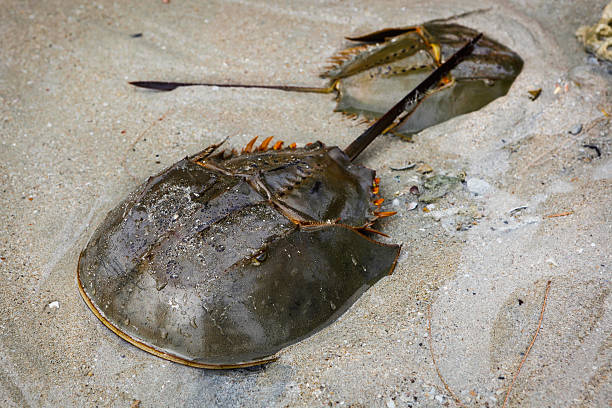 istock Male and female Xiphosura (Limulus polyphemus) 466781478