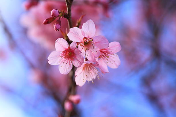 istock Blossom of Sakura 466784372
