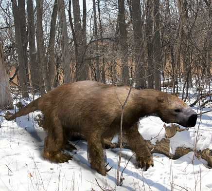 An illustration of the extinct giant ground sloth Megalonyx slowing mmaking his way through an Ice Age Ohio forest. Megalonyx jeffersonii was a large, heavily built animal about 9.8 feet (3 m) long existing from the Miocene through the Pleistocene.