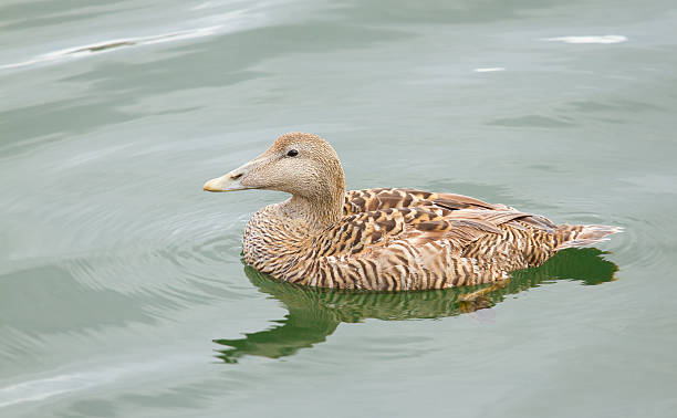 Common eider A common eider is swimming in the sea eider duck stock pictures, royalty-free photos & images